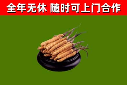鹰潭市回收散虫草